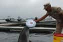 U.S. Navy Combat Dolphins Carry Out Military Tasks on Random Utterly Bizarre Animals Have Been Given Jobs In Human World