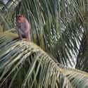 Coconut-Picking Monkeys In Asia Have Replaced Humans on Random Utterly Bizarre Animals Have Been Given Jobs In Human World