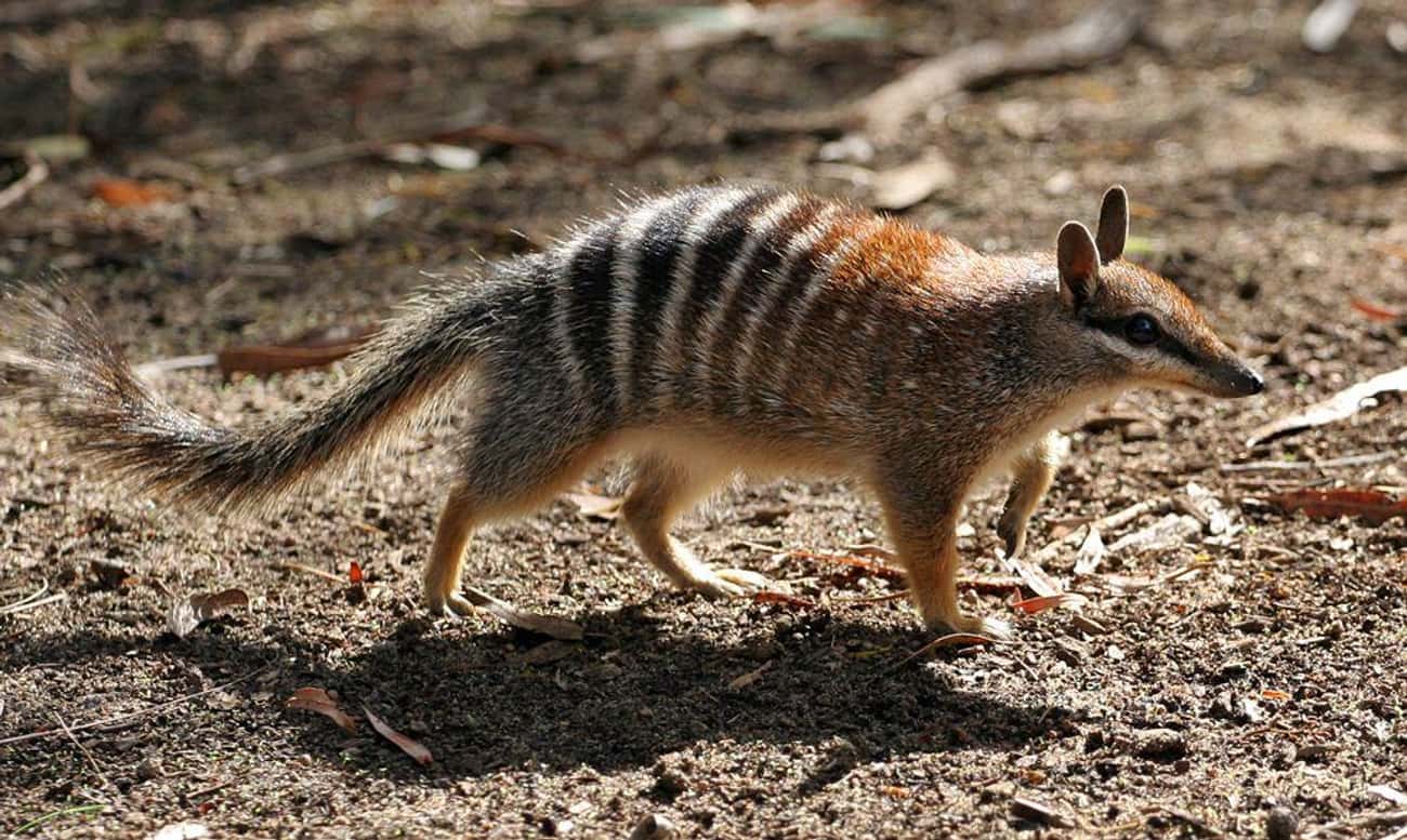 Numbats Are Basically Pocket-Anteaters