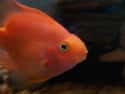 Blood Parrot Cichlids Are Slightly Less Terrifying Than They Sound on Random Utterly Strange Animals That Are Result Of Selective Breeding