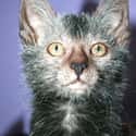 Lykoi Cats Look Like Lycanthropes on Random Utterly Strange Animals That Are Result Of Selective Breeding