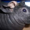 These Werewolf Skinny Pigs Don't Howl At The Moon on Random Utterly Strange Animals That Are Result Of Selective Breeding