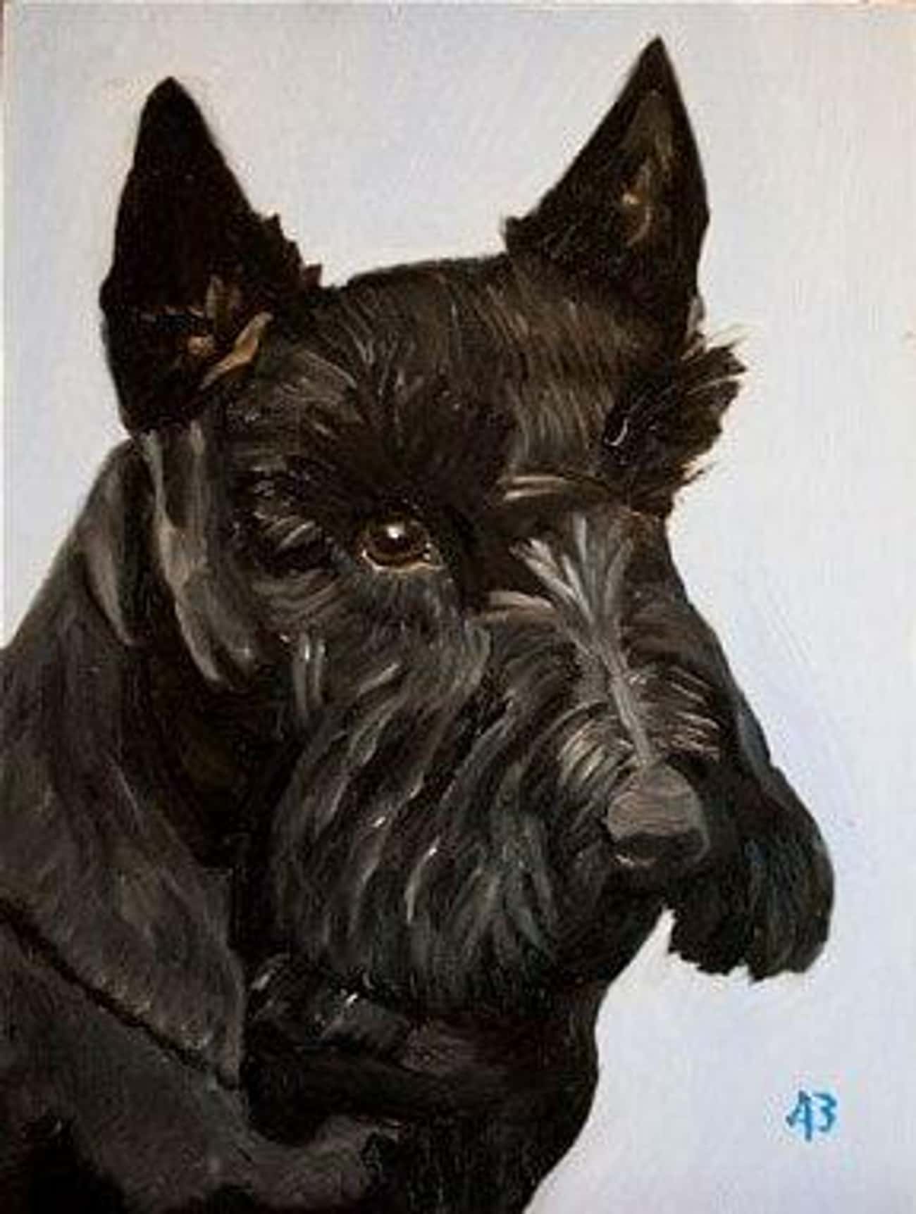Bush&#39;s Dog, Barney