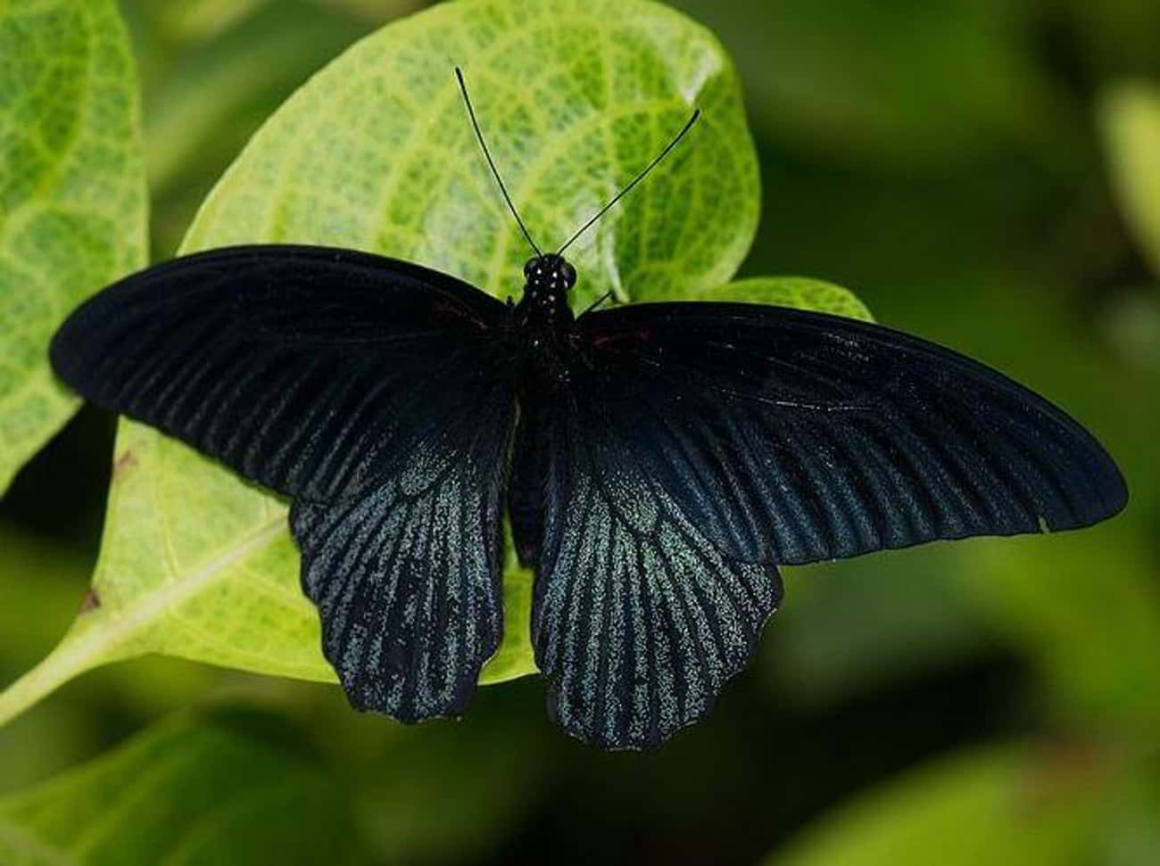 Black Butterflies Are Typically Regarded As A Symbol Of Death