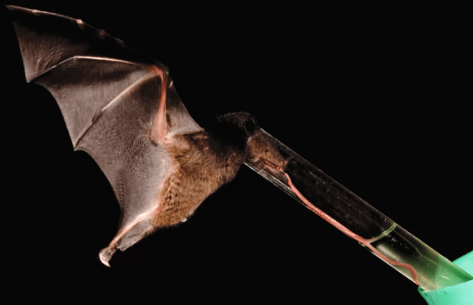 15 Crazy Animal Tongues You Have to See to Believe