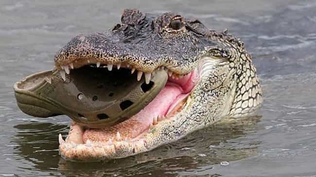 This Croc-On-Croc Violence