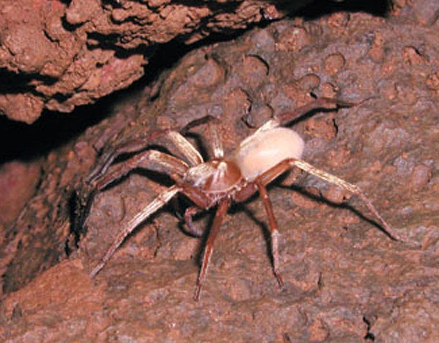 Random Creepiest, Most Alien Creatures That Only Live In Caves