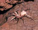 KauaʻI Cave Wolf Spider Is Endangered on Random Creepiest, Most Alien Creatures That Only Live In Caves
