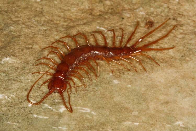 The 13 Creepiest Creatures That Only Live In Caves