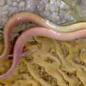 The Olm Is The Only Salamander Who Spends Its Entire Life Underwater on Random Creepiest, Most Alien Creatures That Only Live In Caves