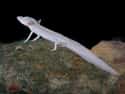 Texas Blind Salamander on Random Creepiest, Most Alien Creatures That Only Live In Caves