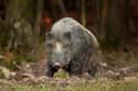 Radioactive Boars Stalk The Streets And Wind Up On People's Plates As Food on Random Fascinating Radioactive Animals That Exist As A Result Of Chernobyl