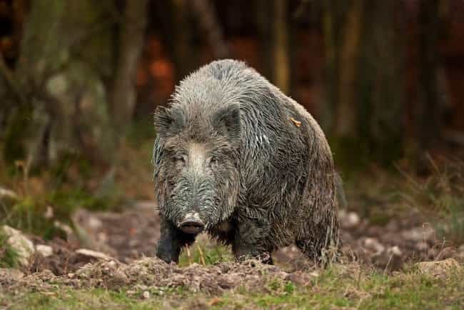 chernobyl aftermath wildlife