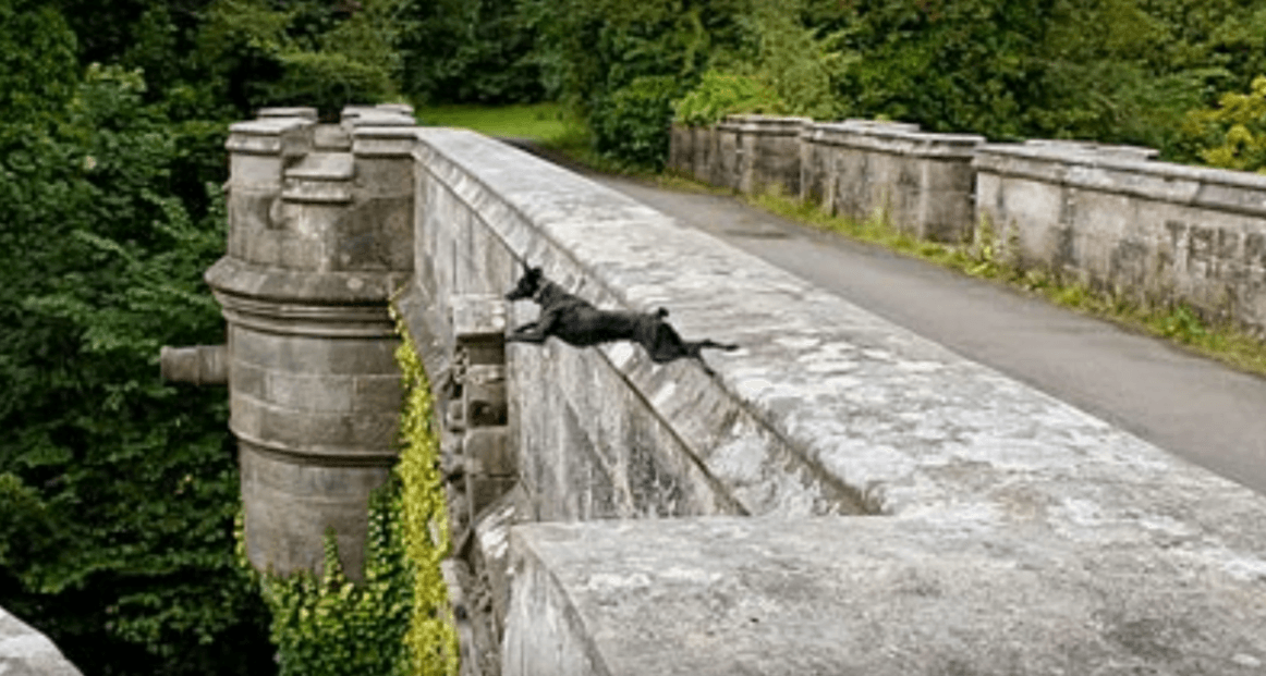 Why Are Dogs Hurling Themselves Off The Mysterious Overtoun Bridge?