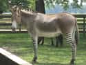 Zonkeys Were Bred For Transportation on Random Weird Animal Crossbreeds That Actually Exist