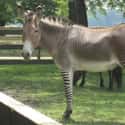 Zonkeys Were Bred For Transportation on Random Weird Animal Crossbreeds That Actually Exist