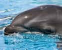 Wholphins Are An Extremely Rare Crossbreed on Random Weird Animal Crossbreeds That Actually Exist