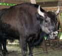 Zubron Were A Replacement For Cattle In The 1800s on Random Weird Animal Crossbreeds That Actually Exist