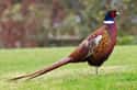 Gamebirds Encompass A Slew Of Birds Crossbred For Hunting on Random Weird Animal Crossbreeds That Actually Exist