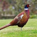 Gamebirds Encompass A Slew Of Birds Crossbred For Hunting on Random Weird Animal Crossbreeds That Actually Exist
