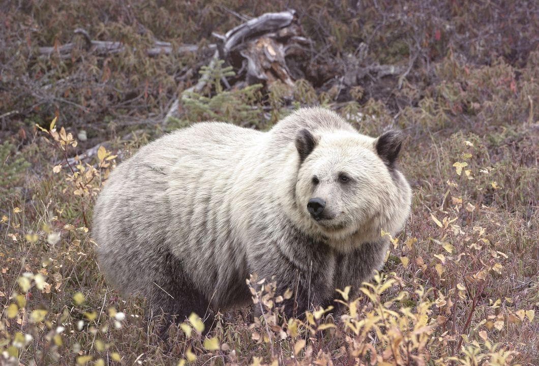 15 Weird Animal Crossbreeds That Actually Exist