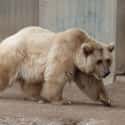 The Grolar Bear Is A Breed Established Thanks To Global Warming on Random Weird Animal Crossbreeds That Actually Exist