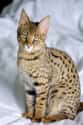 Savannah Cat Is A Mix Of House Cat And Wild Animal on Random Weird Animal Crossbreeds That Actually Exist