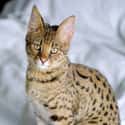 Savannah Cat Is A Mix Of House Cat And Wild Animal on Random Weird Animal Crossbreeds That Actually Exist