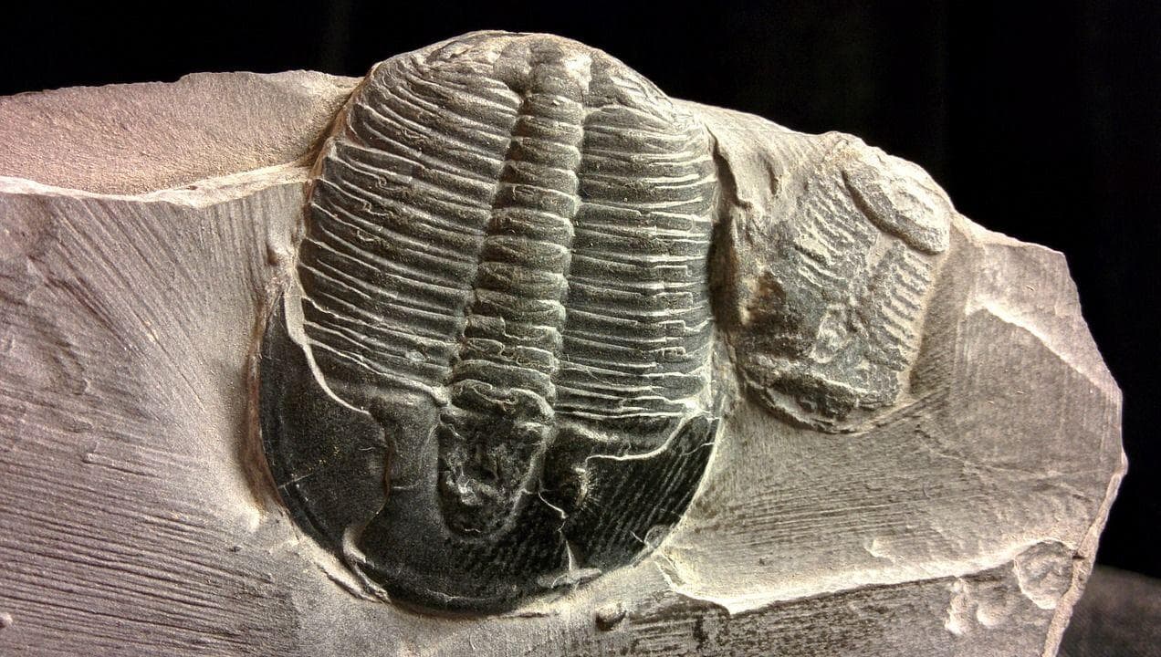 10 Extinction Events That Nearly Wiped Out Life For Good