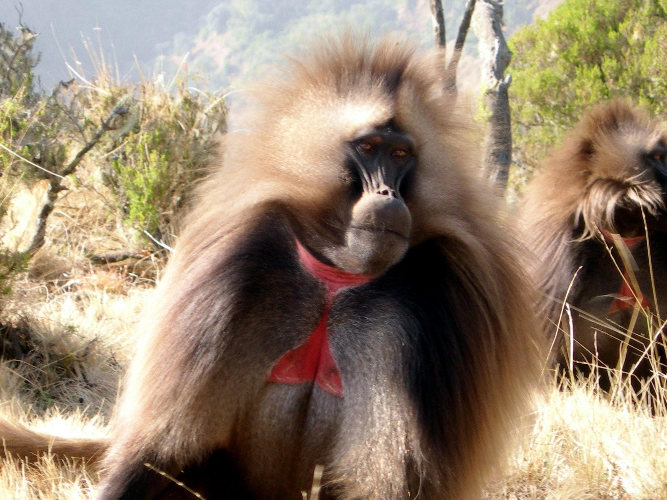 Random Fascinating Things You Might Not Know About Gelada Baboons