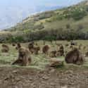 Gelada Baboons Graze In Massive Herds So Big They're The Second Largest Primate Gatherers (Next To Humans, Of Course) on Random Fascinating Things You Might Not Know About Gelada Baboons