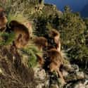 They Live In The Mountains Of Ethiopia on Random Fascinating Things You Might Not Know About Gelada Baboons