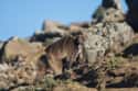 They Sleep On The Edges Of Cliffs on Random Fascinating Things You Might Not Know About Gelada Baboons