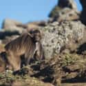 They Sleep On The Edges Of Cliffs on Random Fascinating Things You Might Not Know About Gelada Baboons