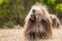 They Have A Distinctive 'Heart' On Their Chests on Random Fascinating Things You Might Not Know About Gelada Baboons