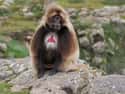 Geladas Perform Coordinated Raids On Human Farms on Random Fascinating Things You Might Not Know About Gelada Baboons