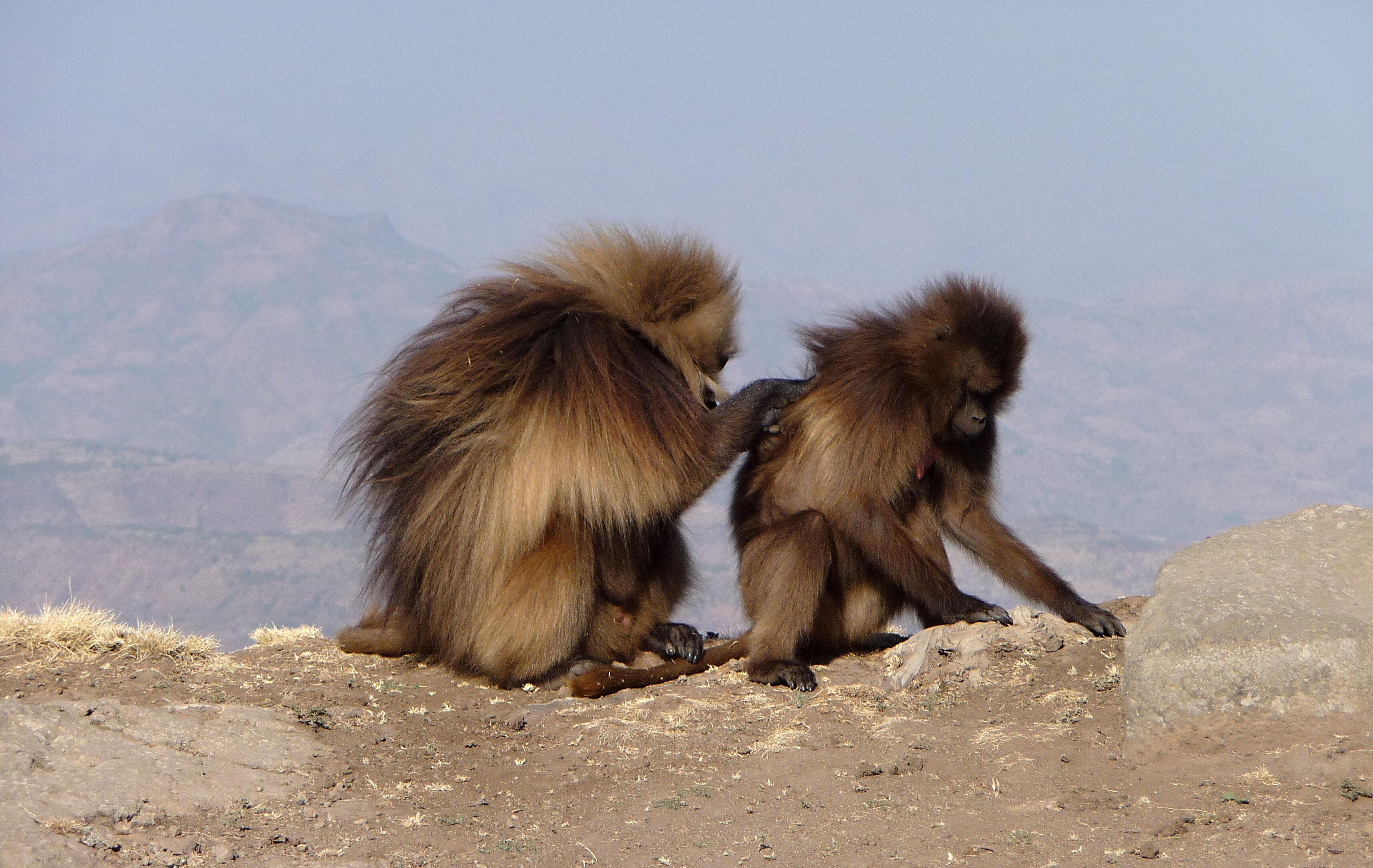 12 Things You Really Should Know About Gelada Baboons