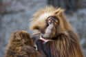 They Aren't Actually Baboons on Random Fascinating Things You Might Not Know About Gelada Baboons