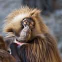 They Aren't Actually Baboons on Random Fascinating Things You Might Not Know About Gelada Baboons