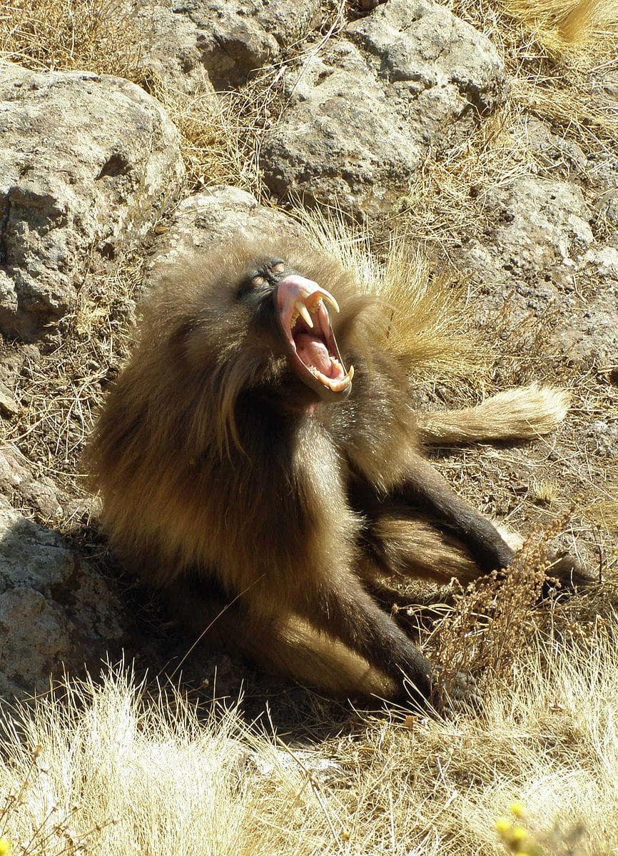 12 Things You Really Should Know About Gelada Baboons