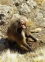They Have Highly Developed Communication Skills on Random Fascinating Things You Might Not Know About Gelada Baboons