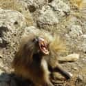 They Have Highly Developed Communication Skills on Random Fascinating Things You Might Not Know About Gelada Baboons