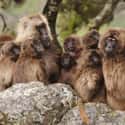 They Have A Complicated Social Hierarchy on Random Fascinating Things You Might Not Know About Gelada Baboons