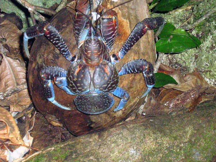 good to eat coconut crab