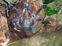 They Can Grow To Be Enormous on Random Facts Most People Don't Know About Coconut Crab, Biggest Arthropod
