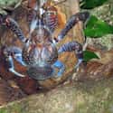 They Can Grow To Be Enormous on Random Facts Most People Don't Know About Coconut Crab, Biggest Arthropod