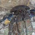 They Are Grouchy on Random Facts Most People Don't Know About Coconut Crab, Biggest Arthropod