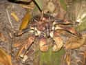 They Have A Lot Of Powerful Legs And Can Lift Up To 60 Pounds on Random Facts Most People Don't Know About Coconut Crab, Biggest Arthropod