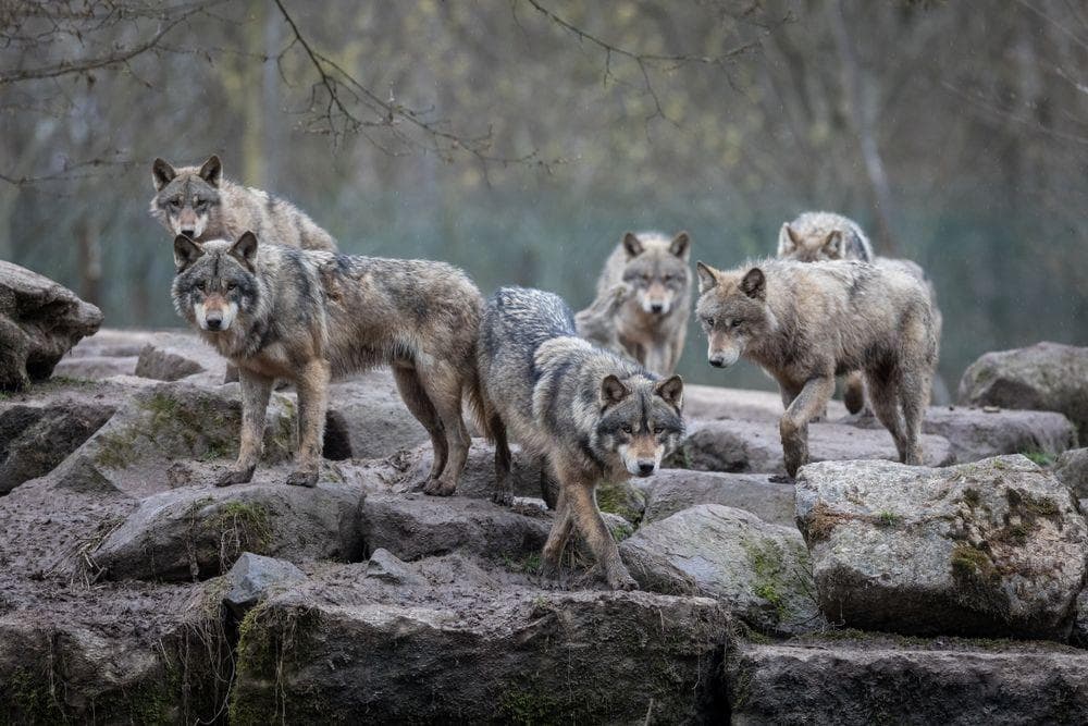 The Radioactive Animals Of Chernobyl - Wolves, Birds, and More