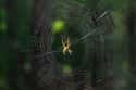 Spiders Weave Radioactive Webs All Over The Red Forest on Random Fascinating Radioactive Animals That Exist As A Result Of Chernobyl
